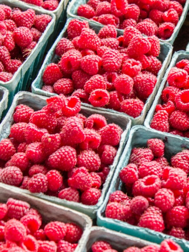 Raspberries have 1 major nutritional benefit over other berries, dietitians say