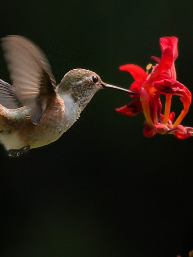 10 Best Flowers For Attracting Hummingbirds Into Your Garden