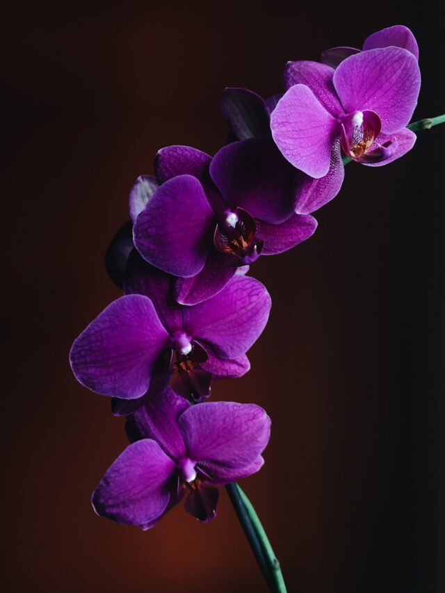 The Common Mistake You Should Avoid Making With An Orchid