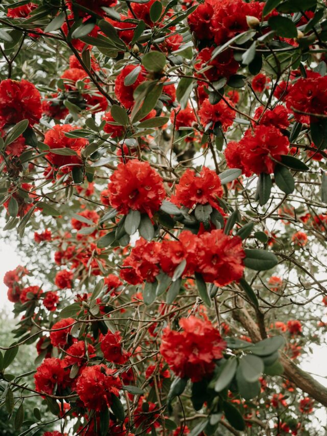 9 Beautiful Red Flowering Shrubs That Make Your Landscape Pop